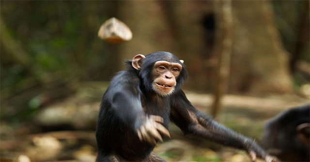 Why do chimpanzees often ... throw feces on visitors?