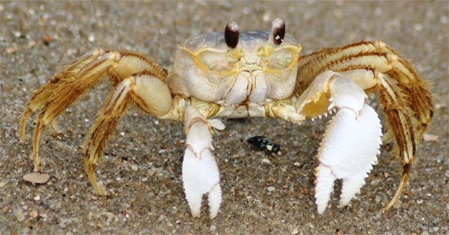 Why do crabs foam?