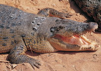 Why do crocodiles swallow stones in the stomach?