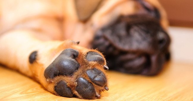 Why do dog legs smell like ... popcorn?