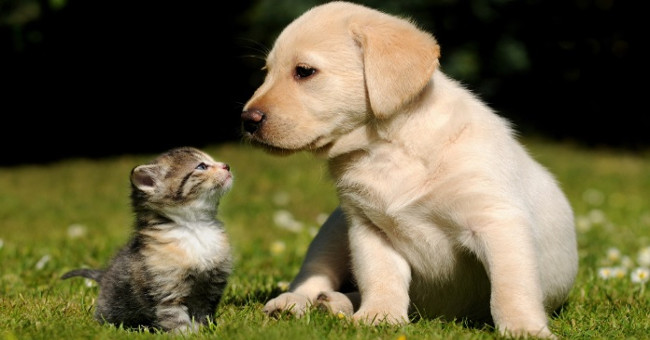 Why do dogs hate cats?