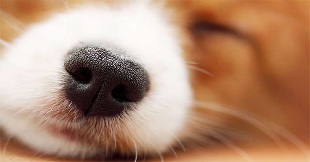 Why do dogs have a cold nose than normal temperature?