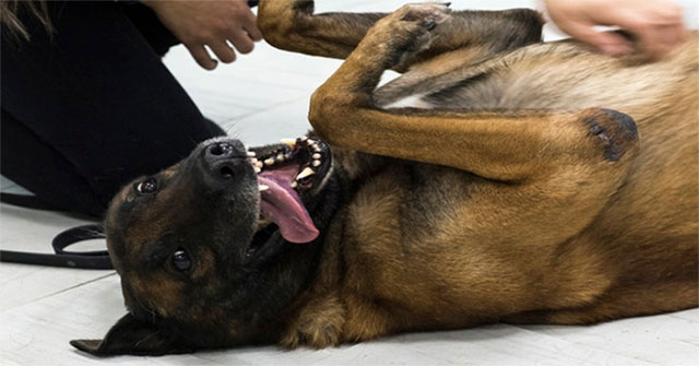 Why do dogs like to be rubbed on the belly and cats are not?