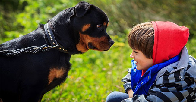 Why do dogs often attack people who feel scared?