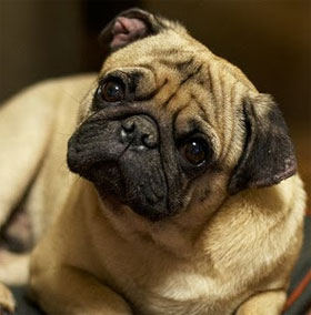 Why do dogs often tilt their ears when they hear people talking?