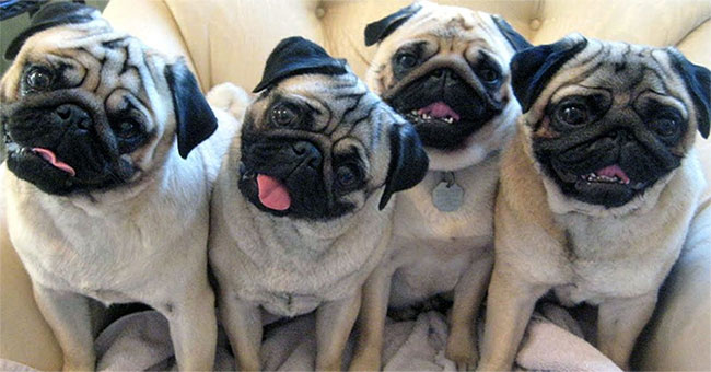 Why do dogs tilt their heads when you talk to it?