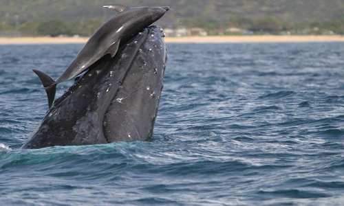 Why do dolphins ride on whale's backs?