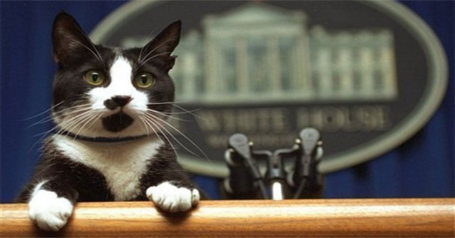 Why do domestic cats have white paws?