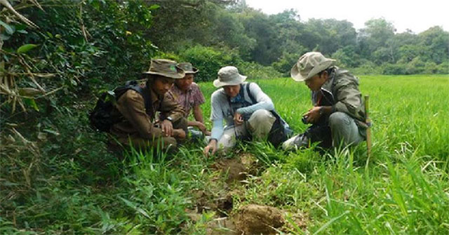 Why do elephant footprints affect frog development?