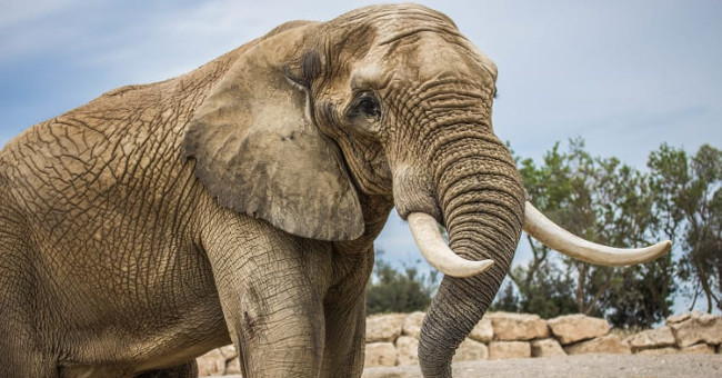 Why do elephants do not have cancer?
