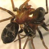 Why do female mates eat mates before mating?