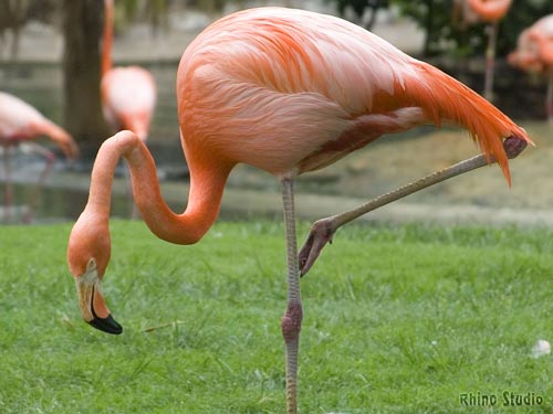 Why do flamingo stand on one leg?