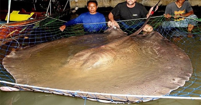 Why do giant rays disappear mysteriously?