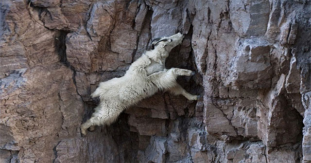 Why do goats climb well?