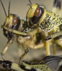 Why do grasshoppers fly in groups?