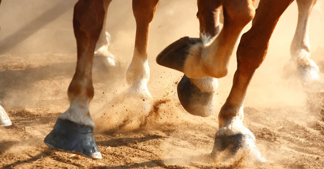 Why do horse hooves have only one finger?