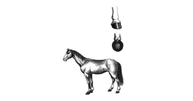 Why do horse legs have to nail iron?