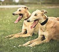 Why do hounds run faster than people?