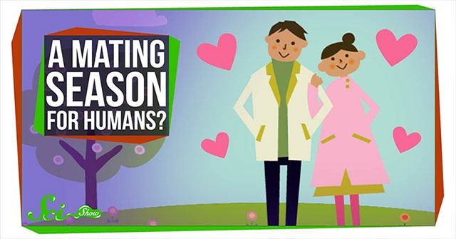 Why do humans have no mating season?