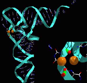 Why do humans have so few genes?
