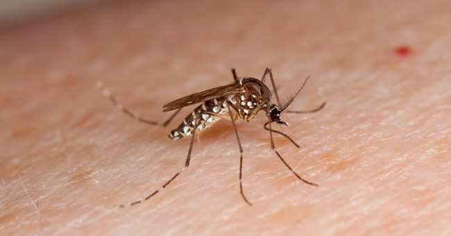 Why do humans not erase mosquitoes?