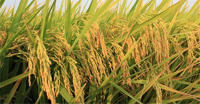 Why do hybrid rice have to breed every year?