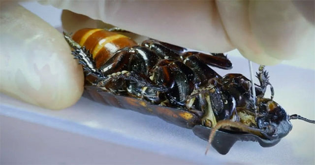 Why do insects have such a small size?  Why do cockroaches lose their heads and still live?