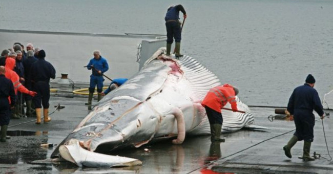 Why do Japanese people go on catching whales to eat?