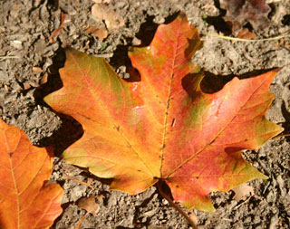 Why do leaves change color?