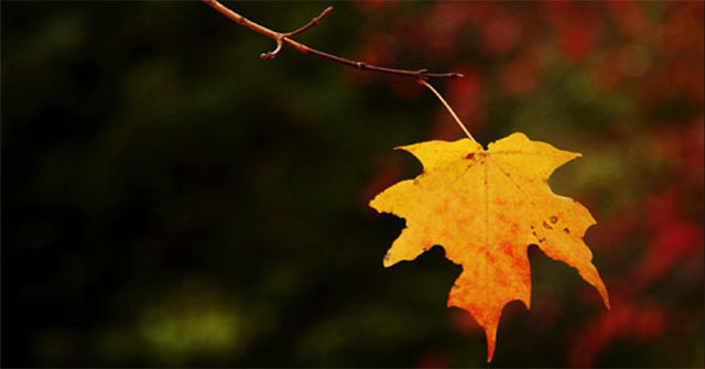 Why do leaves on the last fall?