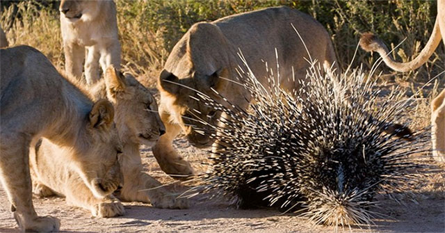 Why do lions prefer to hunt porcupines whether they can be hurt or die of porcupine?