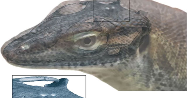 Why do lizards have 4 eyes?