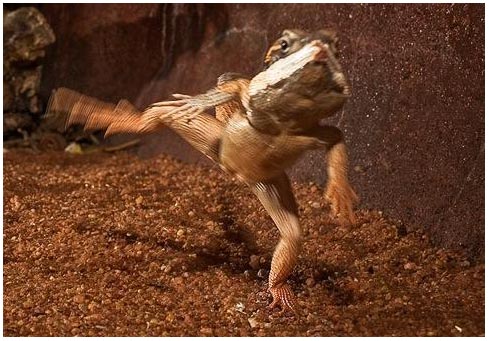 Why do lizards run on two limbs?