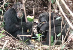 Why do male chimpanzees like adventure?