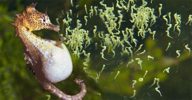 Why do male seahorses become pregnant and give birth to children that are not females?