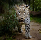 Why do many wild animals like human blood?