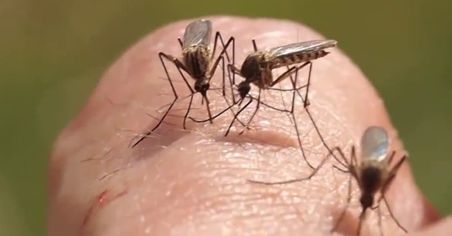 Why do mosquitoes love to burn humans?