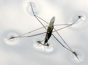 Why do mosquitoes walk on water and on walls?