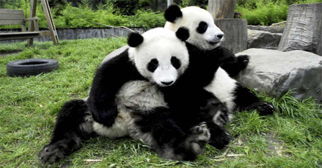 Why do pandas like to listen to love songs when doing 'sex'?