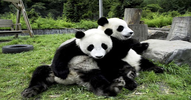 Why do pandas like to sing when they do it?