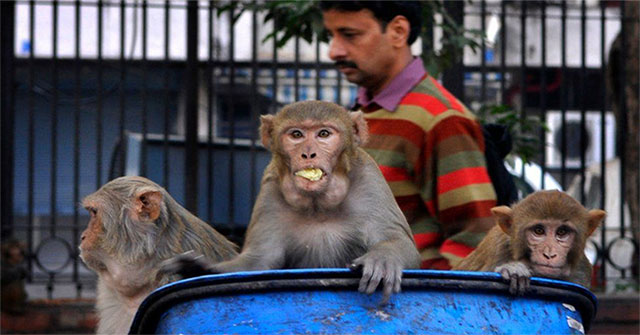 Why do pandemics of the world come from animals?