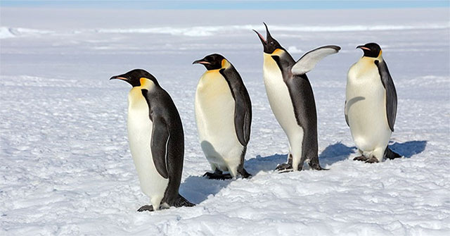 Why do penguins 'like' lay eggs in the winter?