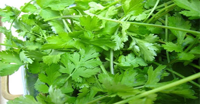 Why do people eat coriander and see soap?