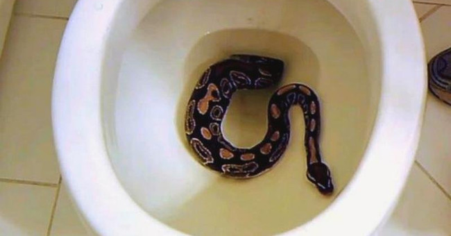 Why do people keep catching snakes in the toilet?