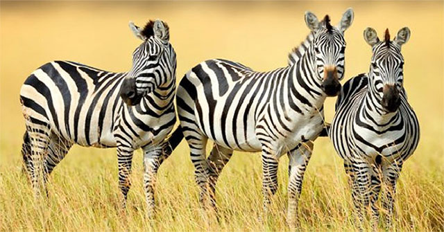 Why do people never ride a zebra?