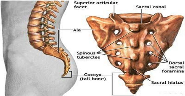Why do people not have tails but tail bones?