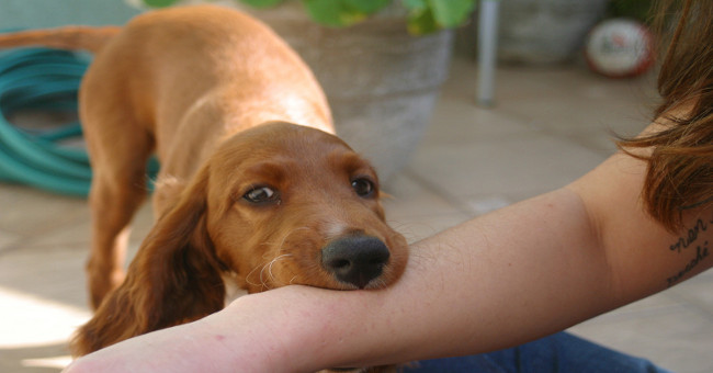 Why do people who are bitten by rabid dogs get rid of rabies?