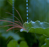 Why do plants increase disease after rain?