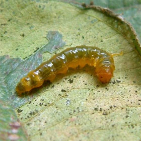 Why do poisonous caterpillars dance?