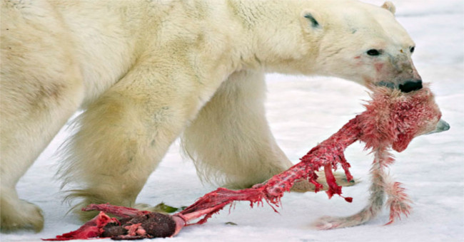 Why do predators of their children?